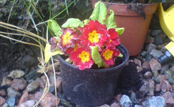 A small but significant slice of colour has made it's way into the garden.