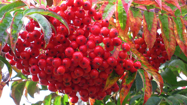thick red rowan berries hanging from a tree