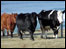 Cows
