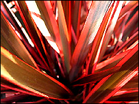 Plant of the week: New Zealand Flax