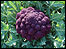 Purple cauliflower
