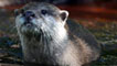 Otter