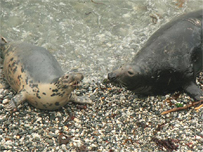 Seals in Cornwall