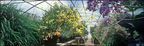 Plants in a Greenhouse