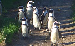African penguins on Robben Island