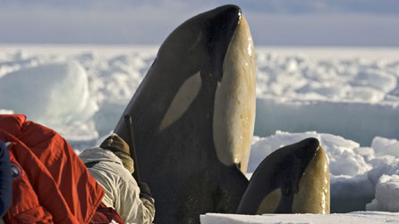 A cameraman gets a shock as a killer whale mother and calf explode out of the water