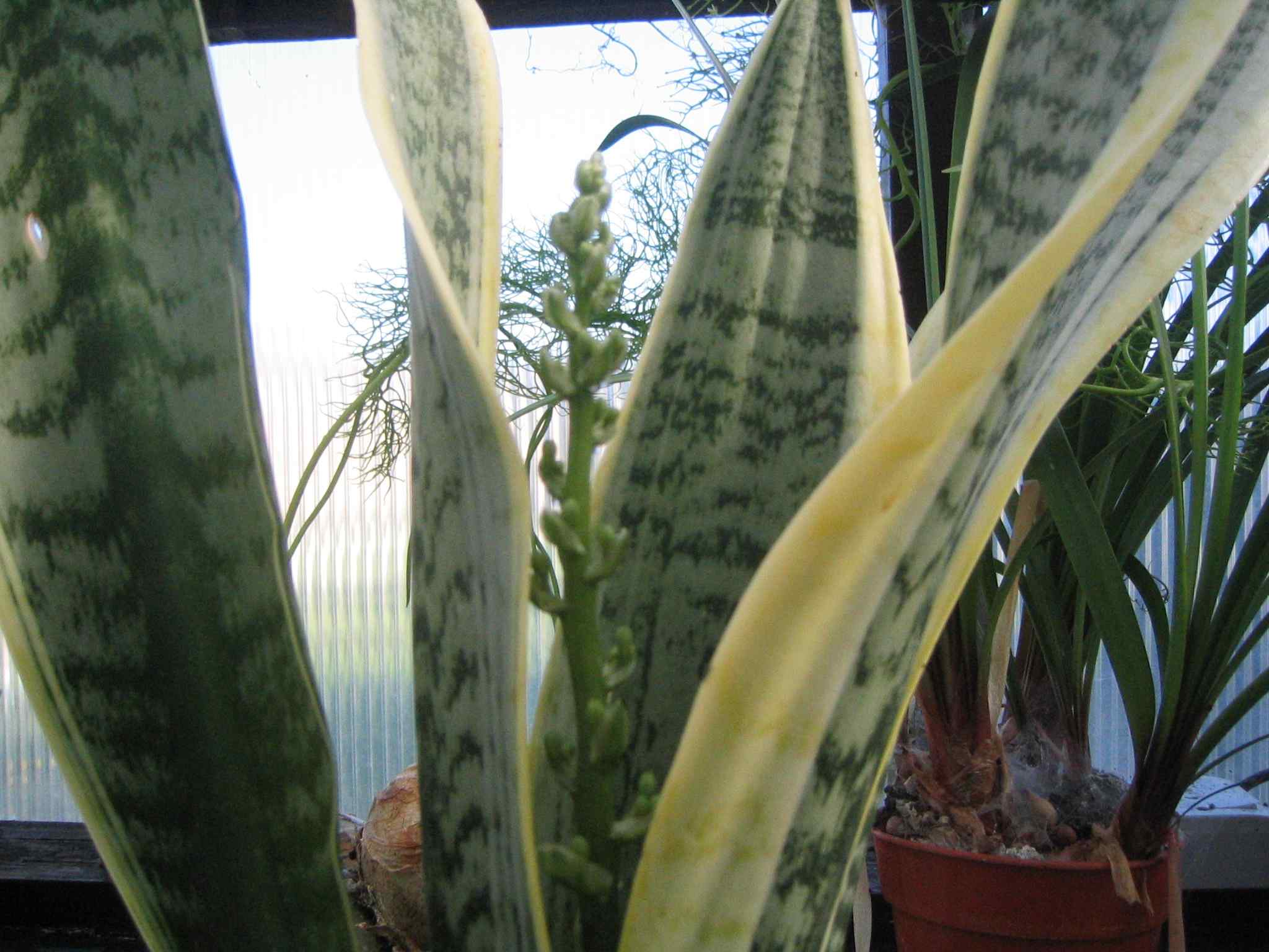 Mother-in-laws tongue