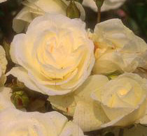 Iceberg Rose