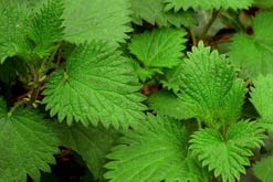 A clump of nettles. Image courtesy of me'nthedogs on flickr