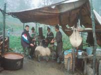 Ciobani Maramureş