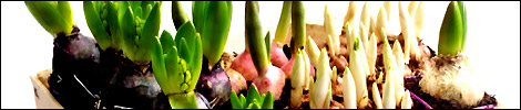 Start planting those bulbs
