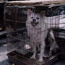 Large dog in a small crate