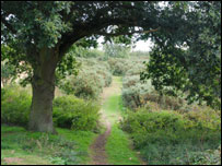 Sydlings Copse by Gavin Hageman