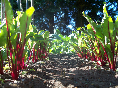 Beetroot in my veg patch