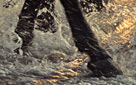 Sea Horses (click to enlarge)