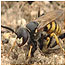 Bee Wolf Wasp