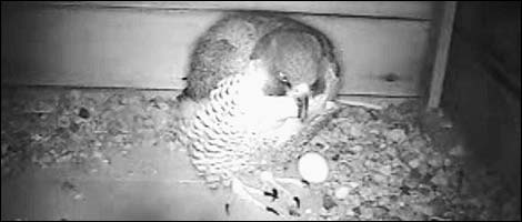 Peregrine Falcan and egg