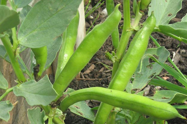 Broadbeans
