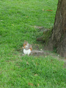 A squirrel