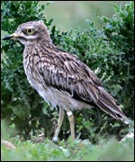 Stonecurlew on Salisbury Plain