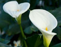 Arum lilies