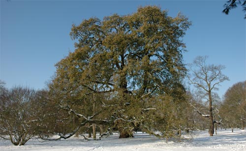 Lucombe oak, Quercus x hispanica ‘Lucombeana’