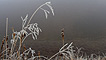 Frosted grass and a misty hillside beyond