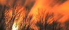 Forest fire
