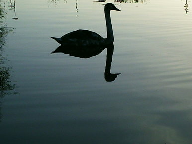 Swan Lake