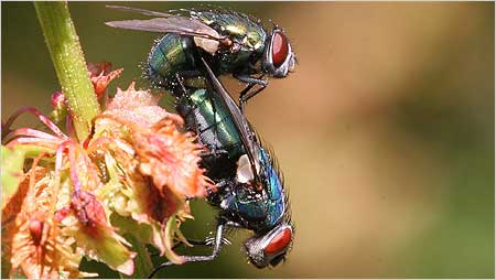 Greenbottles mating c/o Margaret Holland