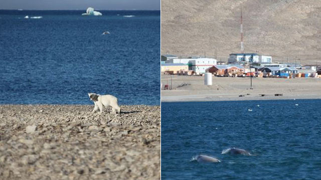 Polar bear and beluga whales
