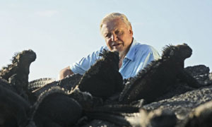A Life In Cold Blood: Sir David Attenborough and Marine Iguanas (Amblyrhynchus Cristatus) 