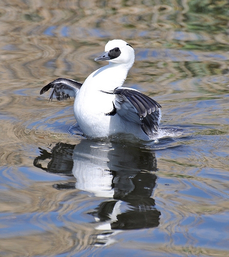 smew and his reflection by fiona / beaker 1983