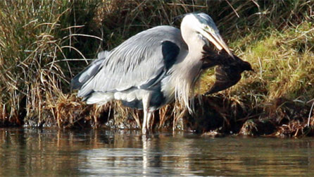 A heron eating a starling by Steve Gunter.