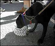 Bella taking a well earned drink