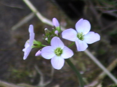 On their own they stood, with nothing else but their beauty to save them.