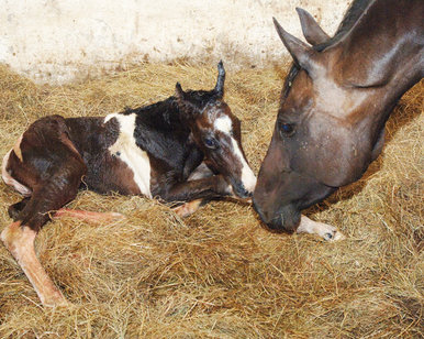 Ally and newborn son Shiloh