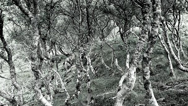 Birch trees, Ardnamurchan