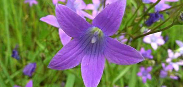 Campanula patula