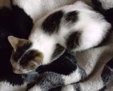 Can you find the cat?