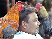 मुर्गा