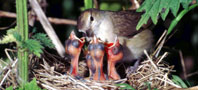 Garden Warbler, copyight Derek Belsey/BTO.