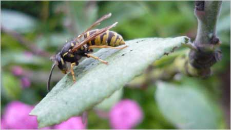 Wasp c/o Annabelle Tipper