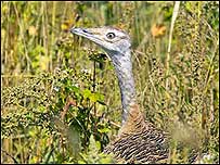 Great Bustard