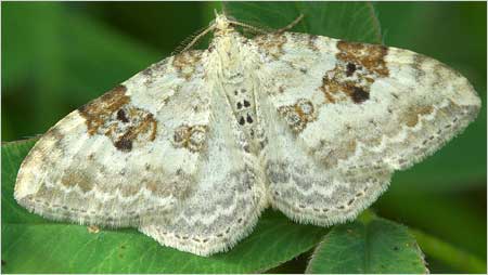 Carpet Moth c/o Jaybee and NE Wildlife