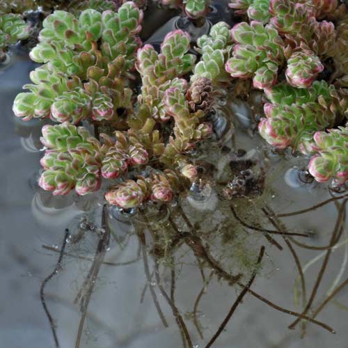 Water Fern (Azolla filiculoides)