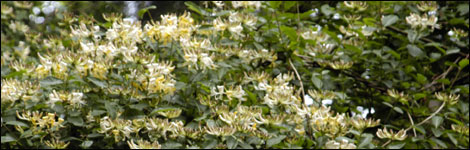 Honeysuckle