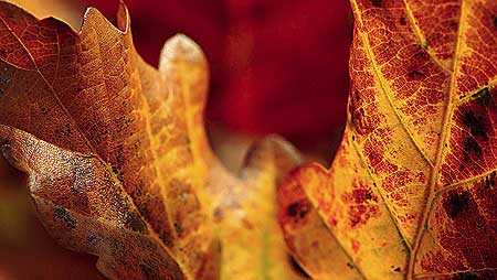 Leaves c/o Jaybee and NE Wildlife