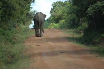 trump, trump, trump..