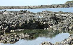 rockpool